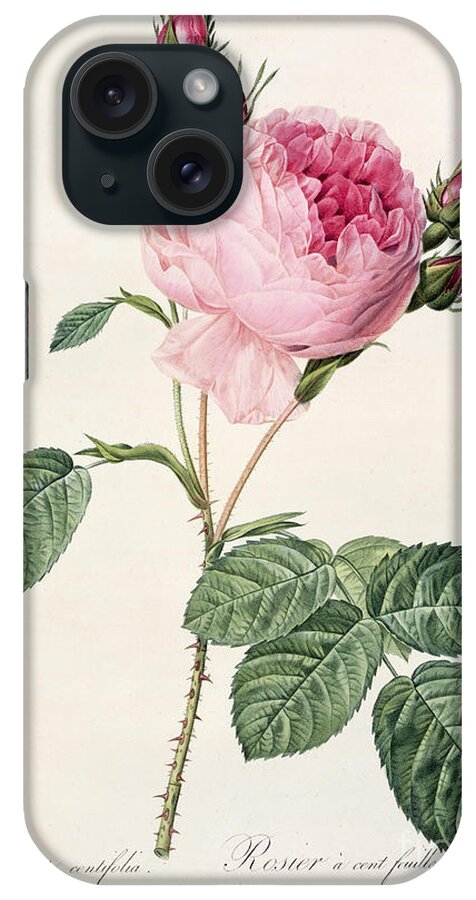 Rosa iPhone Case featuring the drawing Rosa Centifolia by Pierre Joseph Redoute