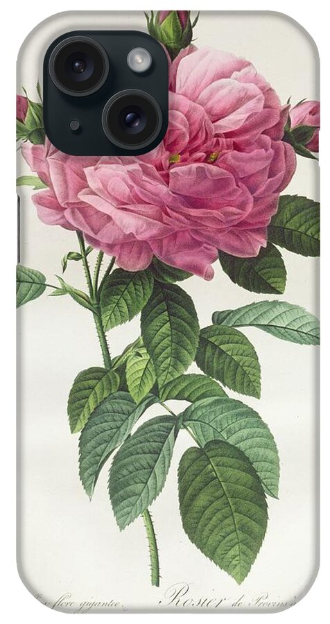 Rosa iPhone Case featuring the drawing Rosa Gallica Flore Giganteo by Pierre Joseph Redoute