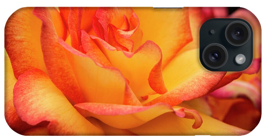 Jean Noren iPhone Case featuring the photograph Rose Beauty by Jean Noren