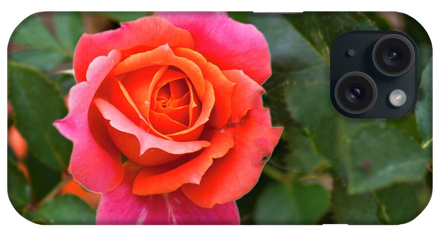Rose iPhone Case featuring the photograph Rose by Bill Barber