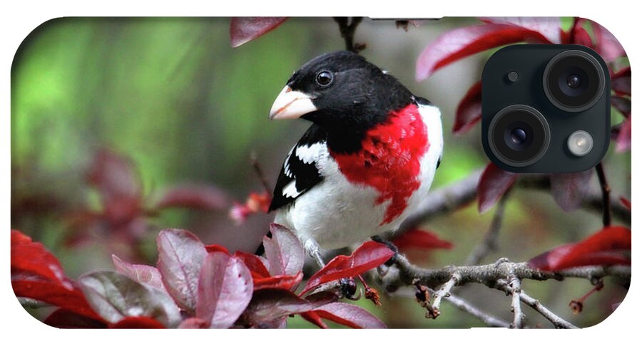 Birds iPhone Case featuring the photograph Rose-Breasted Grosbeak by Trina Ansel