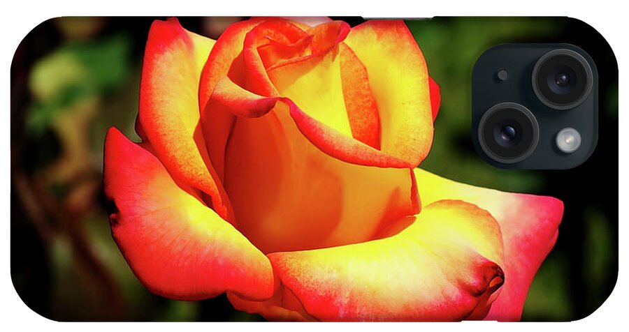 Flower iPhone Case featuring the photograph Rose to Remember by Dale Stillman