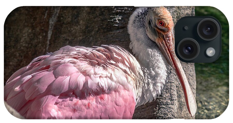 Ajaja iPhone Case featuring the photograph Roseate Spoonbill Portrait by Traveler's Pics