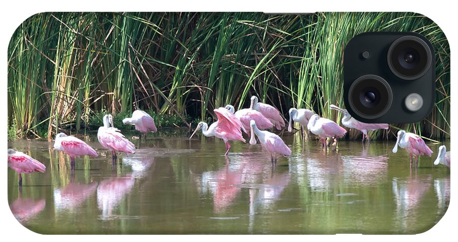 Roseate Spoonbill iPhone Case featuring the photograph Roseate Spoonbills by Maria Nesbit