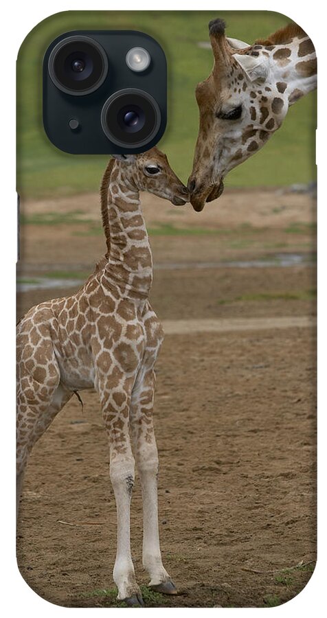 Mp iPhone Case featuring the photograph Rothschild Giraffe Giraffa by San Diego Zoo