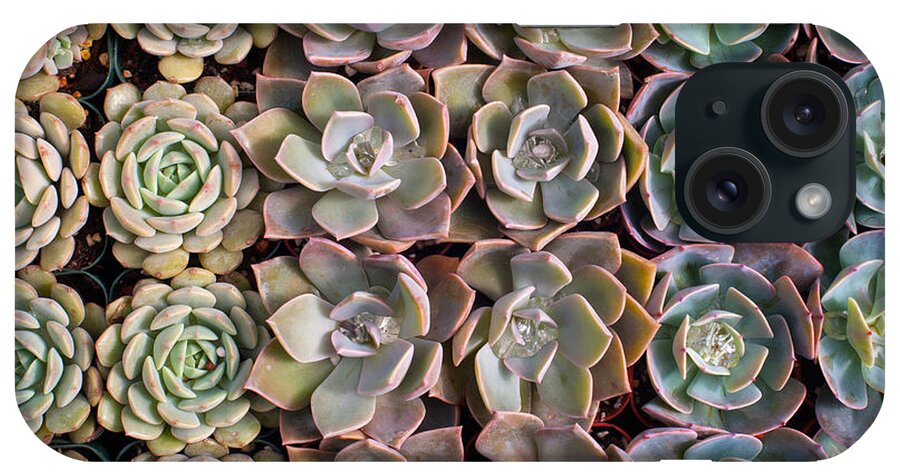Succulents iPhone Case featuring the photograph Rows Of Succulents by Catherine Lau