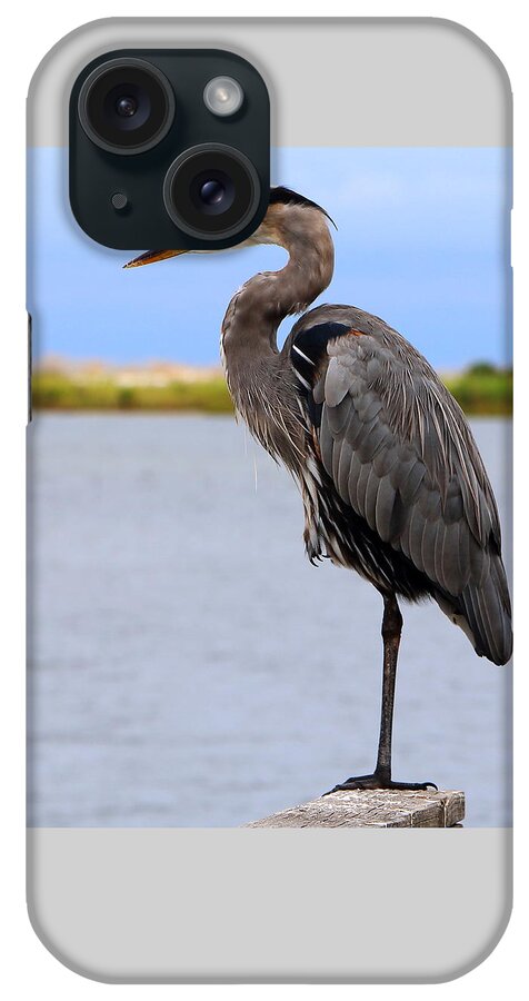 Liza iPhone Case featuring the photograph Royal Blue Heron by Larry Beat