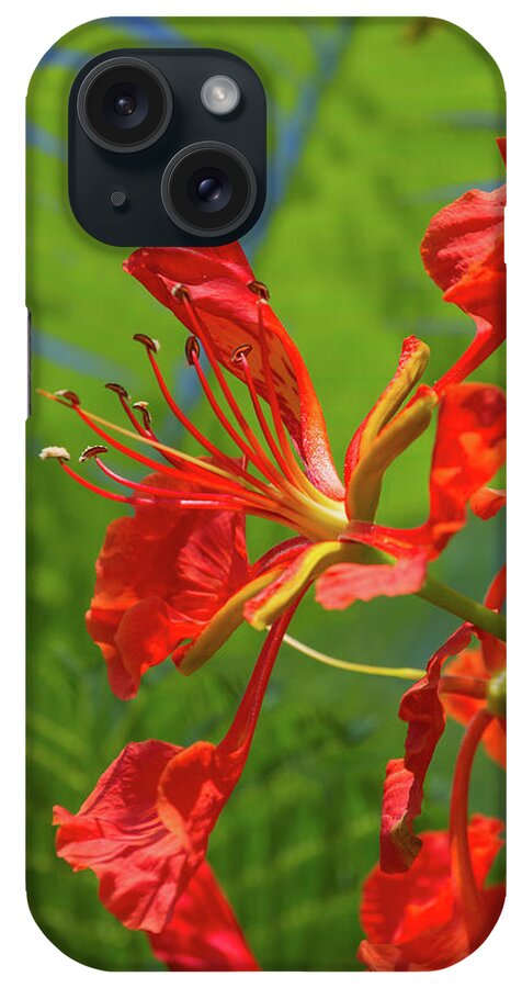 Royal Poinciana iPhone Case featuring the photograph Royal Poinciana Flower by Paul Rebmann