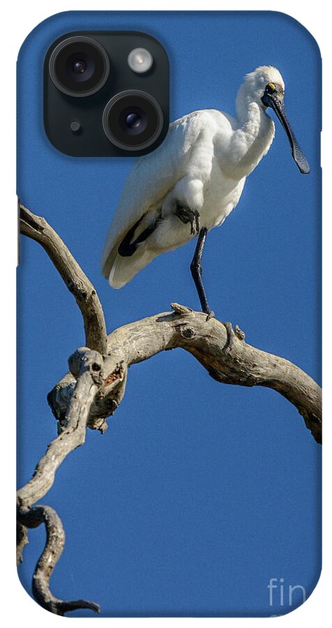 Bird iPhone Case featuring the photograph Royal Spoonbill 01 by Werner Padarin