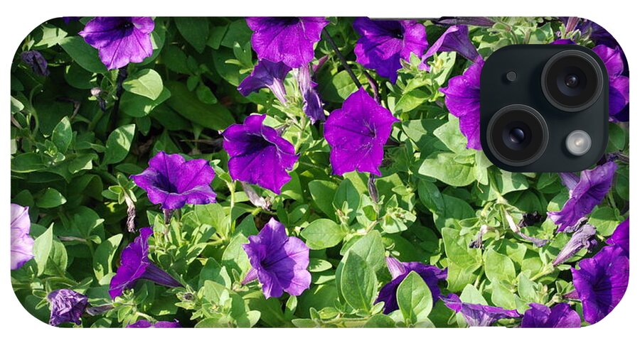 Violet; Purple; Flowers; Plants; Gardening; Garden; Green; Leaves; Groups; Bundles; Purple Bell Flowers; Bell Flowers; Violet Bell Flowers; Violet Flowers; Seasonal; Beauty; Lifestyle; Summer iPhone Case featuring the photograph Royalty Bells by Ee Photography