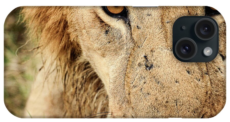 Lion iPhone Case featuring the photograph Royalty by Kathy Strauss
