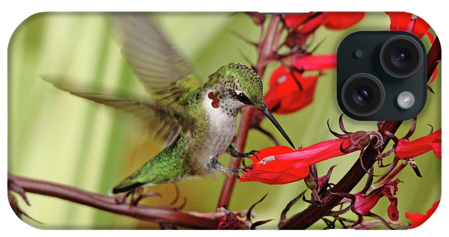 Hummingbird iPhone Case featuring the photograph Ruby And Scarlet by Debbie Oppermann
