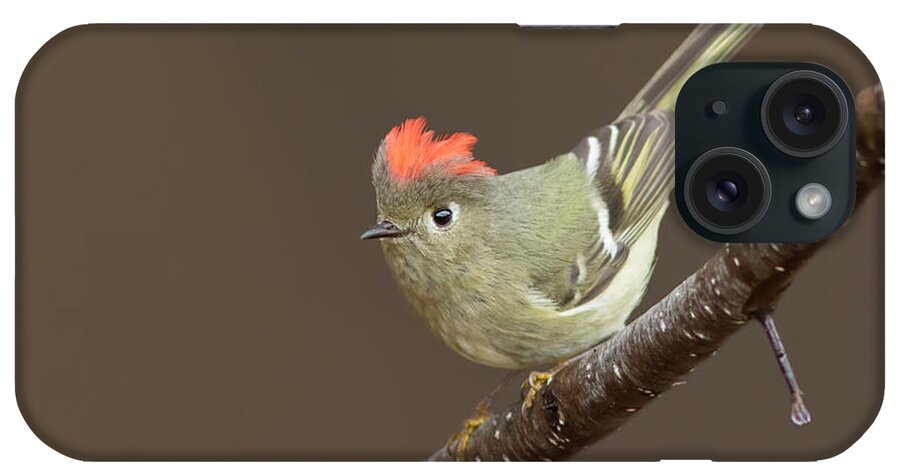 Ruby-crowned iPhone Case featuring the photograph Ruby-crowned Kinglet Display by Mircea Costina Photography