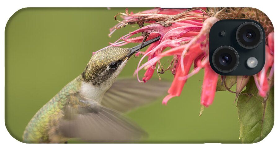 Ruby Throated Hummingbird iPhone Case featuring the photograph Ruby Throated Hummingbird 4-2015 by Thomas Young