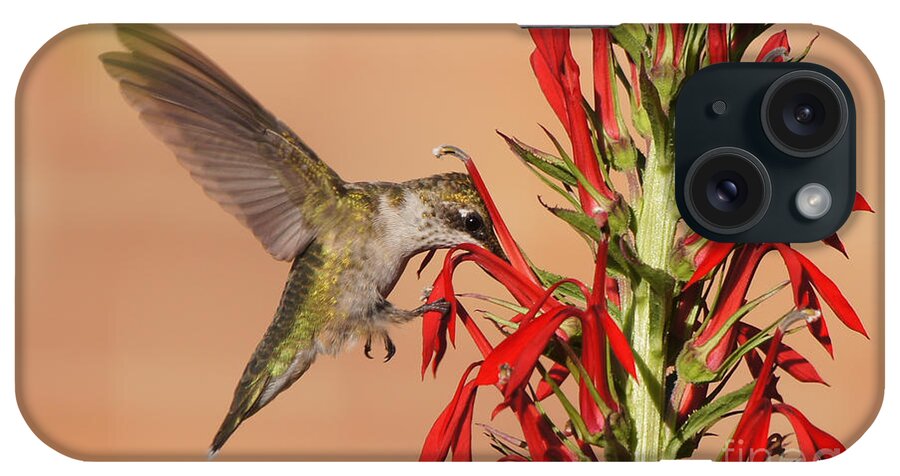 20150720-15568_v1-hbird iPhone Case featuring the photograph Ruby-Throated Hummingbird Dining on Cardinal Flower by Robert E Alter Reflections of Infinity