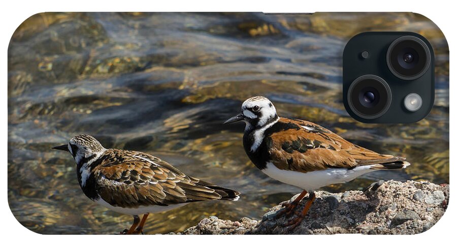  iPhone Case featuring the photograph Ruddy Turnstone by Dan Hefle