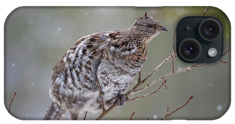 Mark Miller Photos iPhone Case featuring the photograph Ruffed Grouse in Winter Snow by Mark Miller