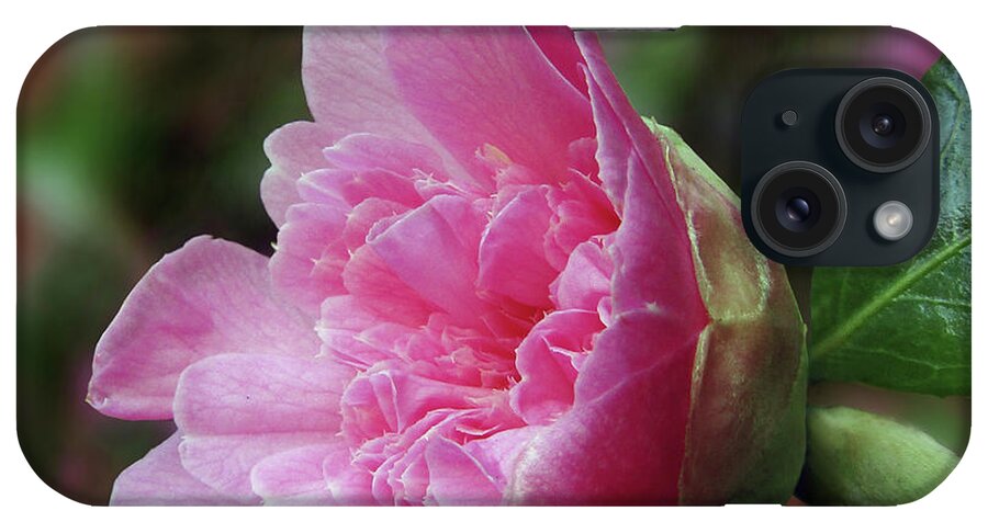 Camellia iPhone Case featuring the photograph Ruffled Pink Camillia by Kim Tran