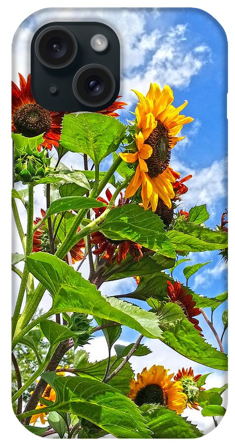 Sunflowers iPhone Case featuring the photograph Rustic Sunflowers by Amanda Smith