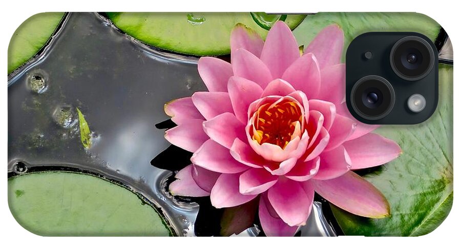 Lotus iPhone Case featuring the photograph Sacred Lotus by Mike Reilly
