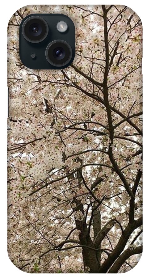 Worldisbeautiful iPhone Case featuring the photograph Sakura In Full Bloom by Ippei Uchida