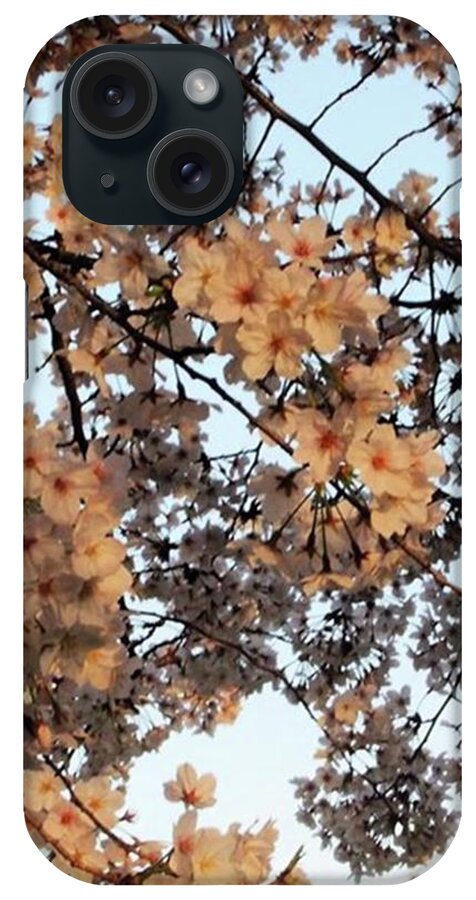 Hanami iPhone Case featuring the photograph Japanese Sakura Cherry Blossoms by Ippei Uchida