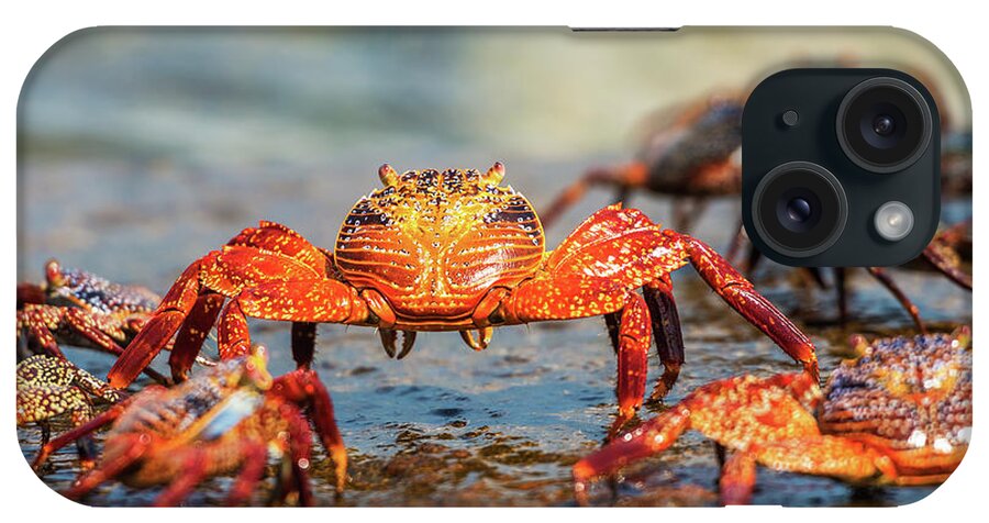 Galapagos Islands iPhone Case featuring the photograph Sally Lightfoot crab on Galapagos Islands by Marek Poplawski