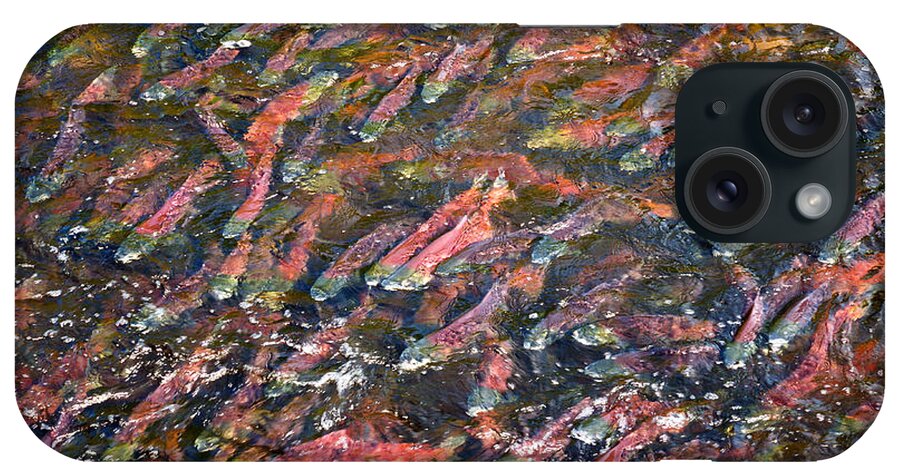 Fish iPhone Case featuring the photograph Salmon So Thick You Can Walk On Them by Mary Lee Dereske