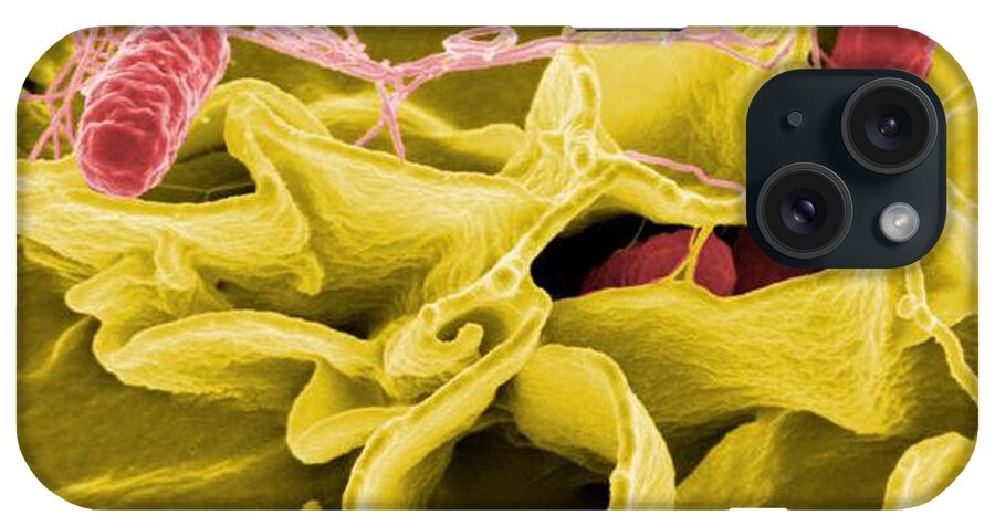 Microbiology iPhone Case featuring the photograph Salmonella Bacteria, Sem by Science Source