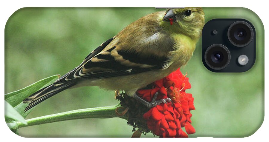 Goldfinch iPhone Case featuring the photograph Sampling the Flowers by Ola Allen