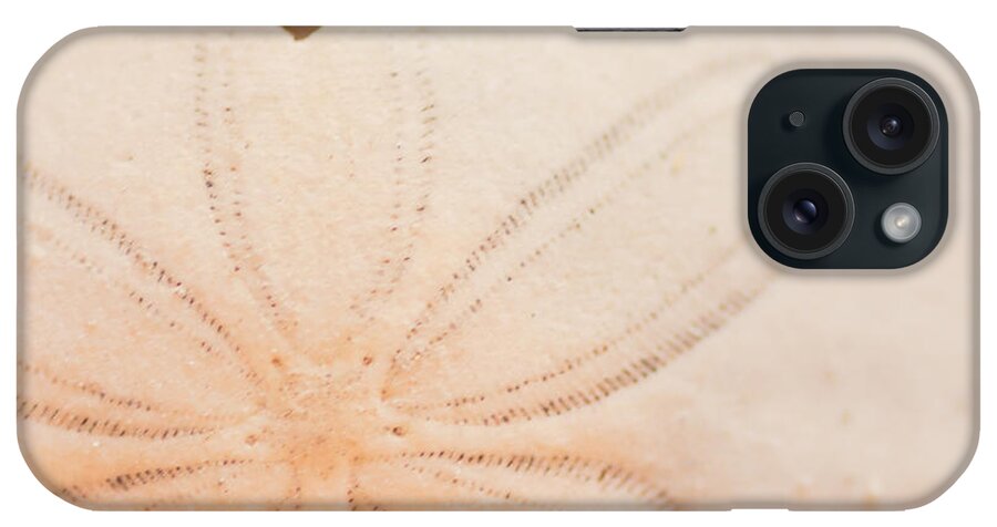 Seashell iPhone Case featuring the photograph Sand Dollar by Ana V Ramirez