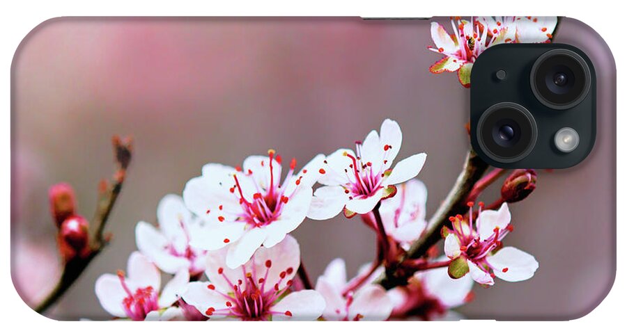 Sandcherry Blossoms iPhone Case featuring the photograph Sandcherry Blossoms by Carolyn Derstine