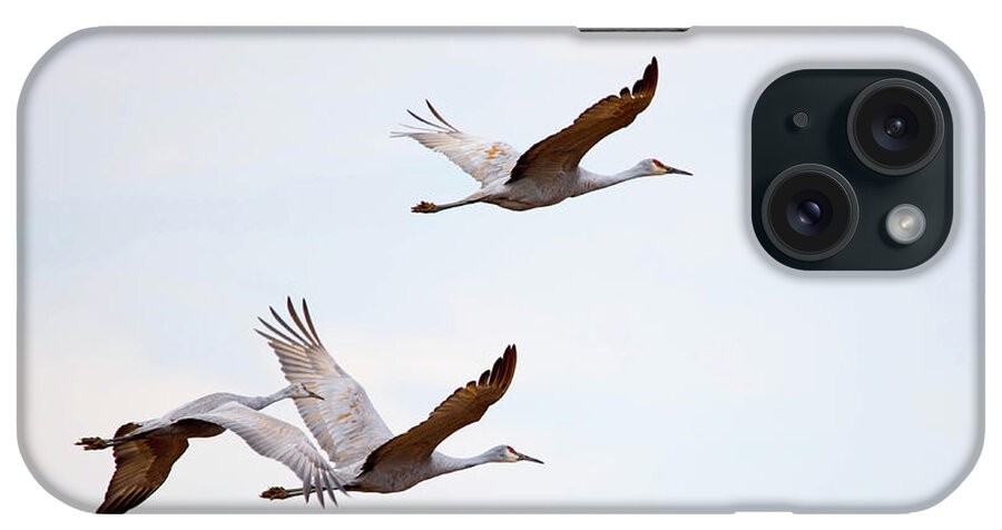 Crane iPhone Case featuring the photograph Sandhill Cranes Flying by Paul Mashburn