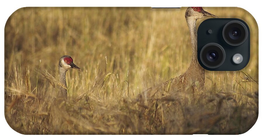 Creamers Field iPhone Case featuring the photograph Sandhill Double by Ian Johnson
