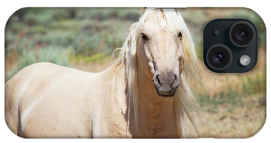 Horses iPhone Case featuring the photograph Sandwash Basin Stallion by Jim Garrison