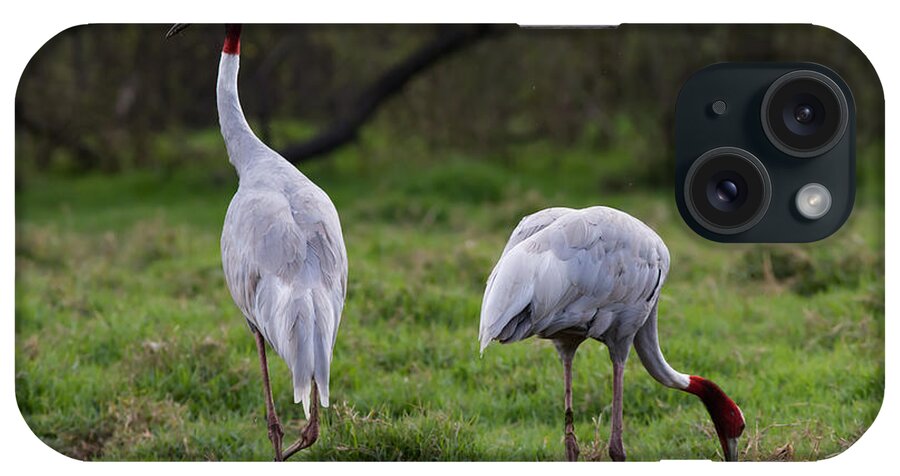 Pair_for_life iPhone Case featuring the photograph Sarus Crane - Pair for Life by Ramabhadran Thirupattur