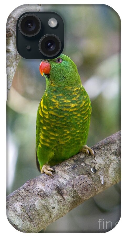 Fauna iPhone Case featuring the photograph Scaly-breasted Lorikeet by B. G. Thomson