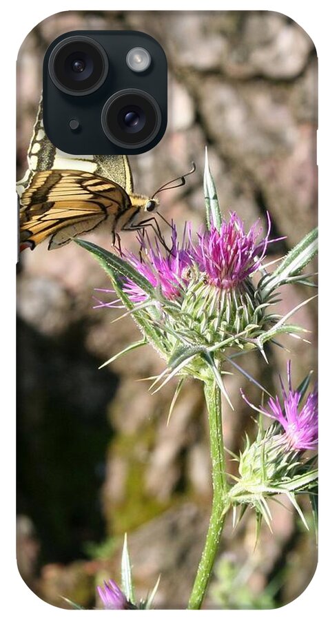 Butterfly iPhone Case featuring the photograph Scarce Swallowtail Butterfly and Thistle by Taiche Acrylic Art