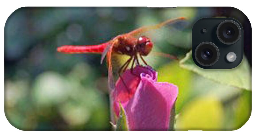 Dragonfly iPhone Case featuring the photograph Scarlet and Rose by Carolyn Donnell