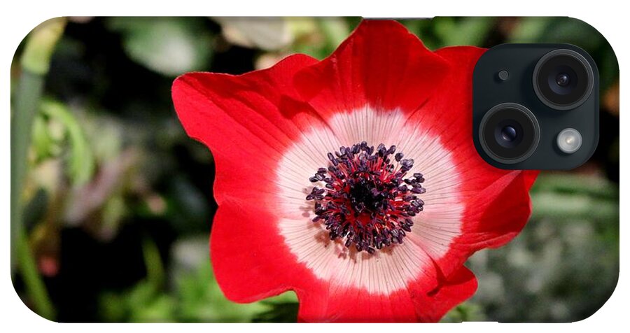 Anemone iPhone Case featuring the photograph Scarlet Anemone by Living Color Photography Lorraine Lynch