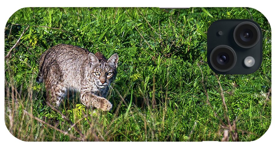 Bobcat iPhone Case featuring the photograph Scars Stalk by Kevin Dietrich