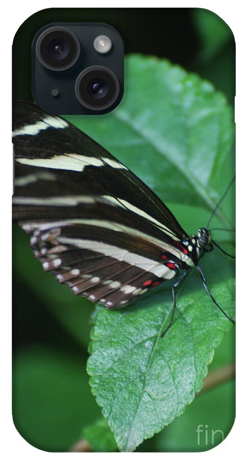Zebra-butterfly iPhone Case featuring the photograph Scenic Image of a Zebra Butterfly in the Spring by DejaVu Designs