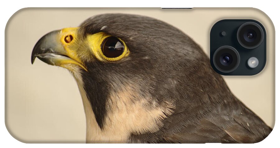 Portrait iPhone Case featuring the photograph Scottish Peregrine Falcon Portrait by Adrian Wale