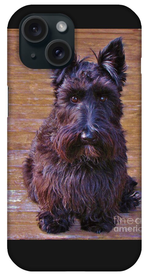 Scottish Terrier iPhone Case featuring the photograph Scottish Terrier by Michele Penner