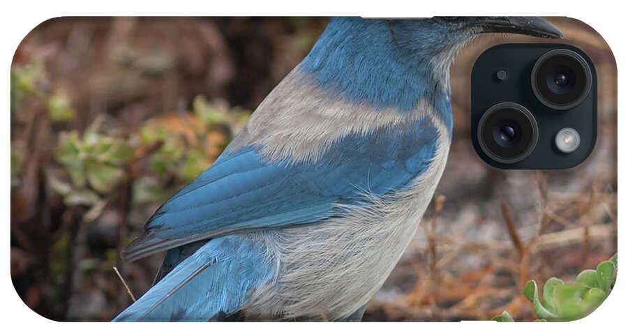 Florida Scrub Jay iPhone Case featuring the photograph Scrub Jay Framed in Green by Paul Rebmann