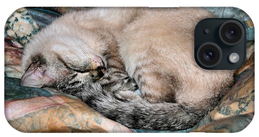 Cat iPhone Case featuring the photograph Scruffie by Kristin Elmquist