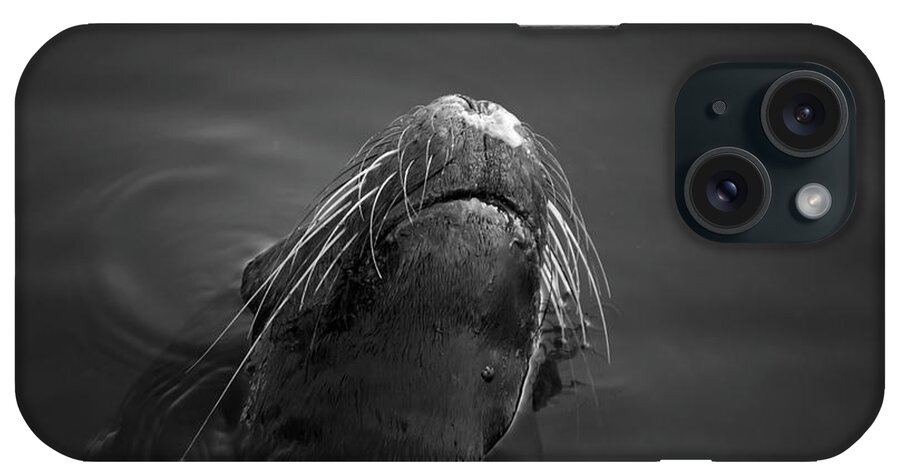 Wildlife iPhone Case featuring the photograph Sea Lion V BW by David Gordon