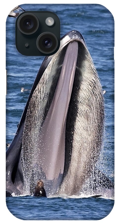Humpback iPhone Case featuring the photograph Sea Lions are Friends, Not Food by Deana Glenz