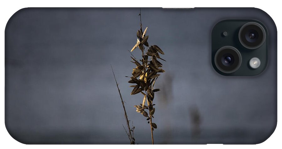 Sea Oat iPhone Case featuring the photograph Sea Oat by Roberta Byram