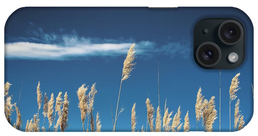 Sea Oats iPhone Case featuring the photograph Sea Oats On a Blue Day by Colleen Kammerer